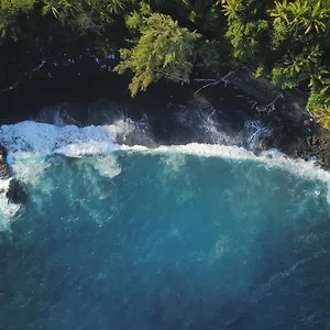 The Dolphin At Kehena